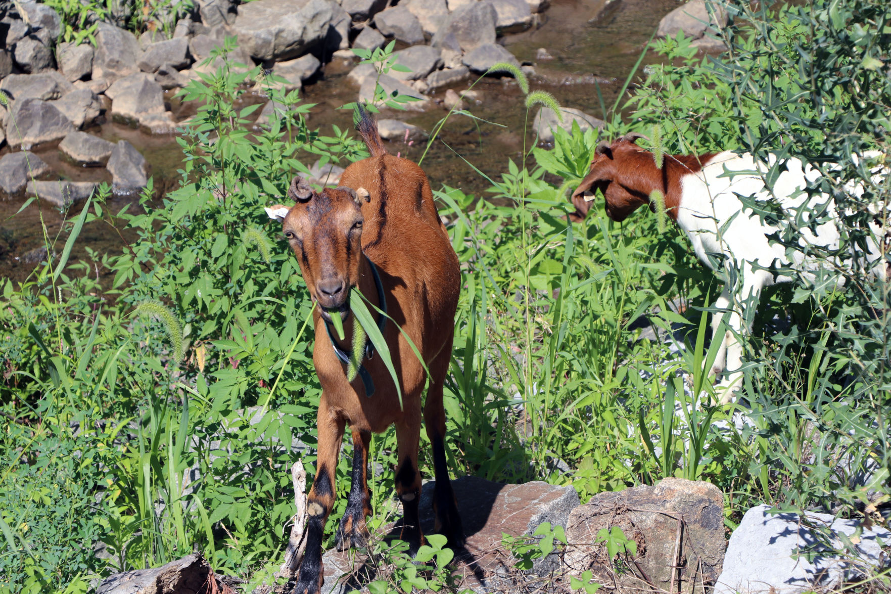 Town of Leesburg | Goats remove vegetation 4